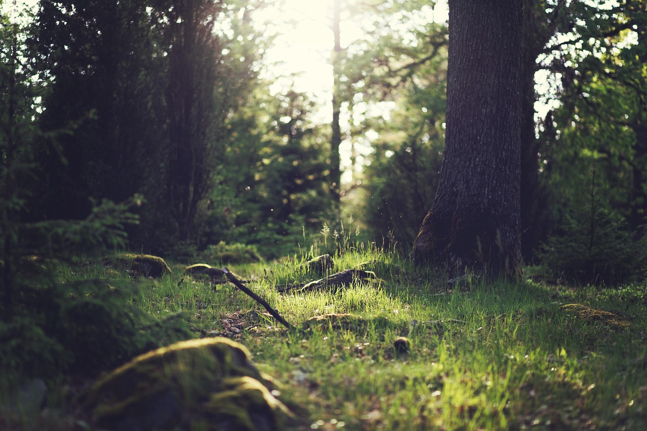 A Field Guide to Sitting Still: What Happens When You Stop Walking in the Woods