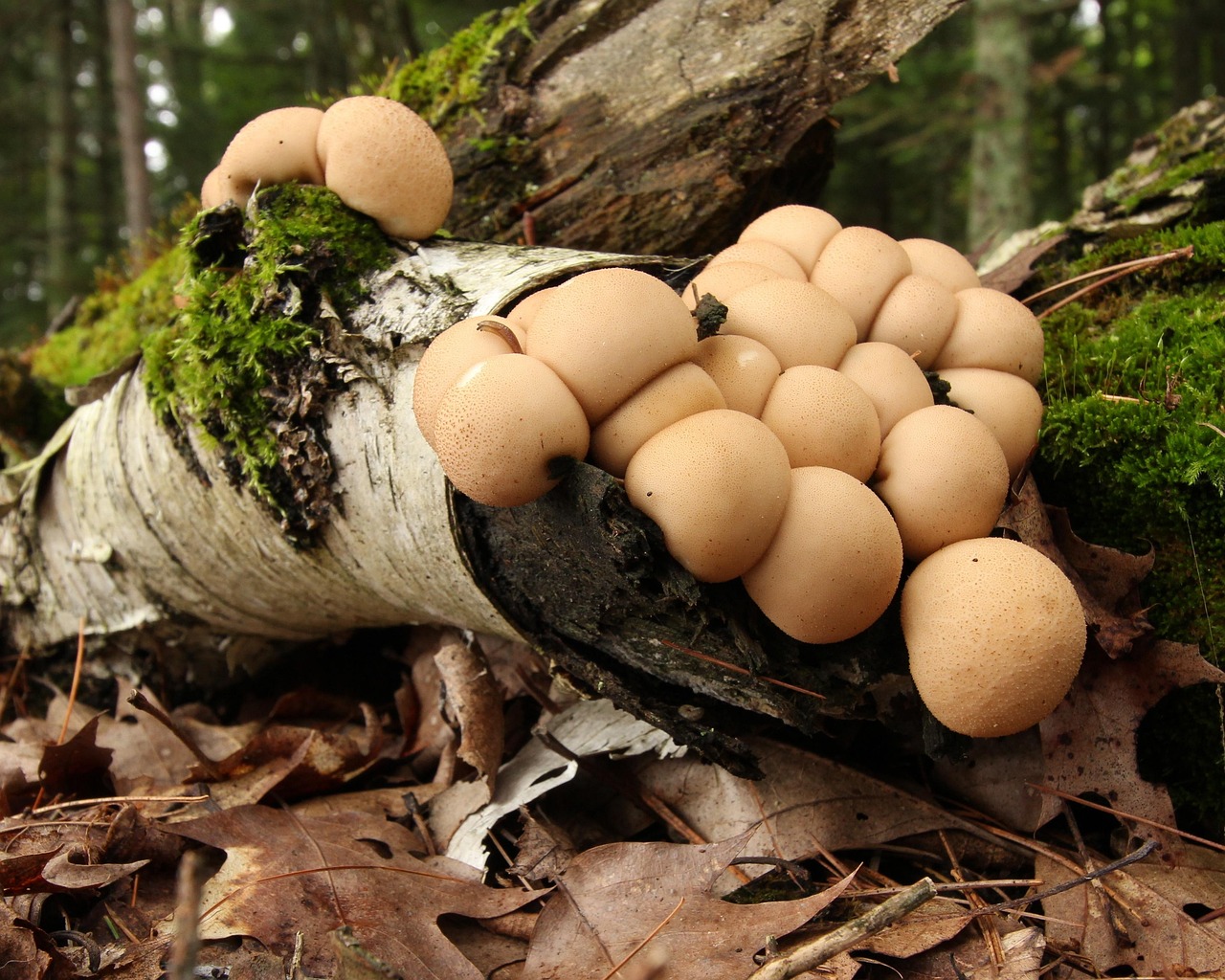 Fallen Logs: The Hidden Cities of the Forest Floor