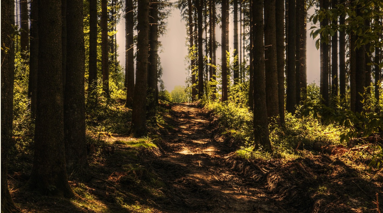 Learning to Listen: What Silence in the Woods Really Sounds Like