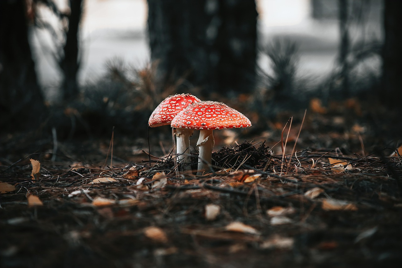 The Colour of Patience: Autumn Leaves and the Art of Letting Go
