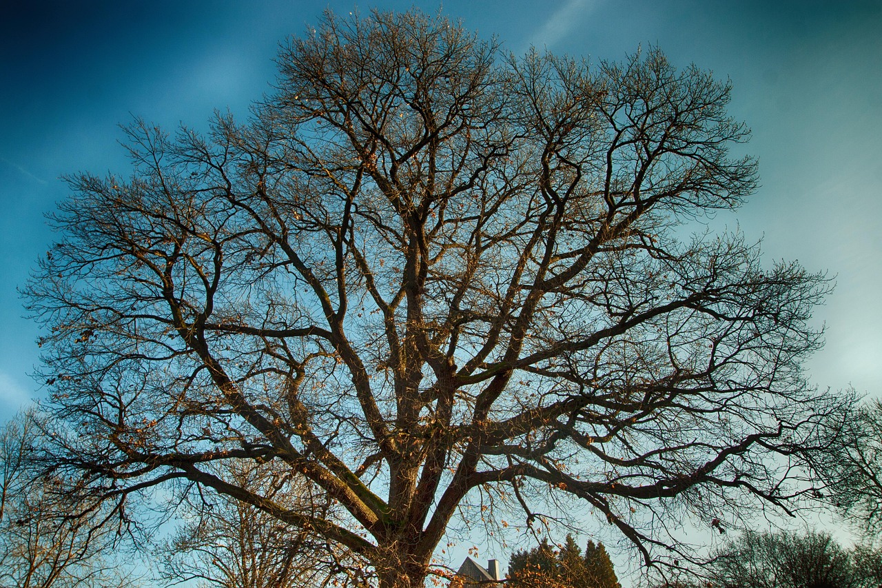 The Giving Tree Was Wrong: A Gentler Way to Think About What We Owe the Forest