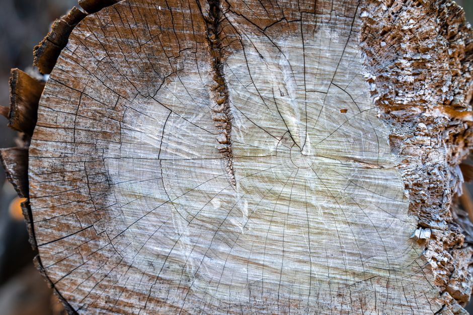 The Language of Rings: Reading a Tree's Life Story