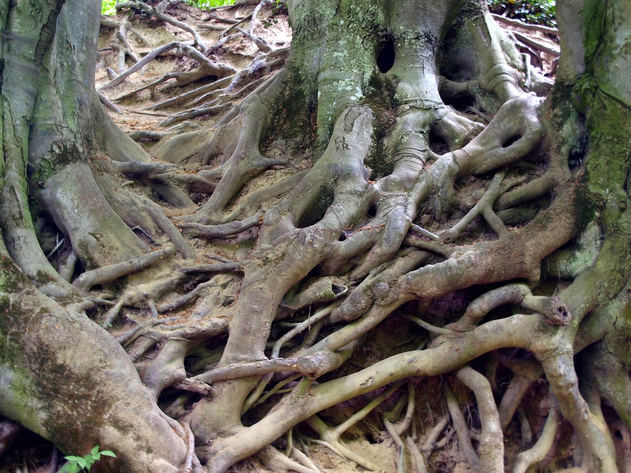 The Roots Beneath the Roots: What Trees Are Doing Underground
