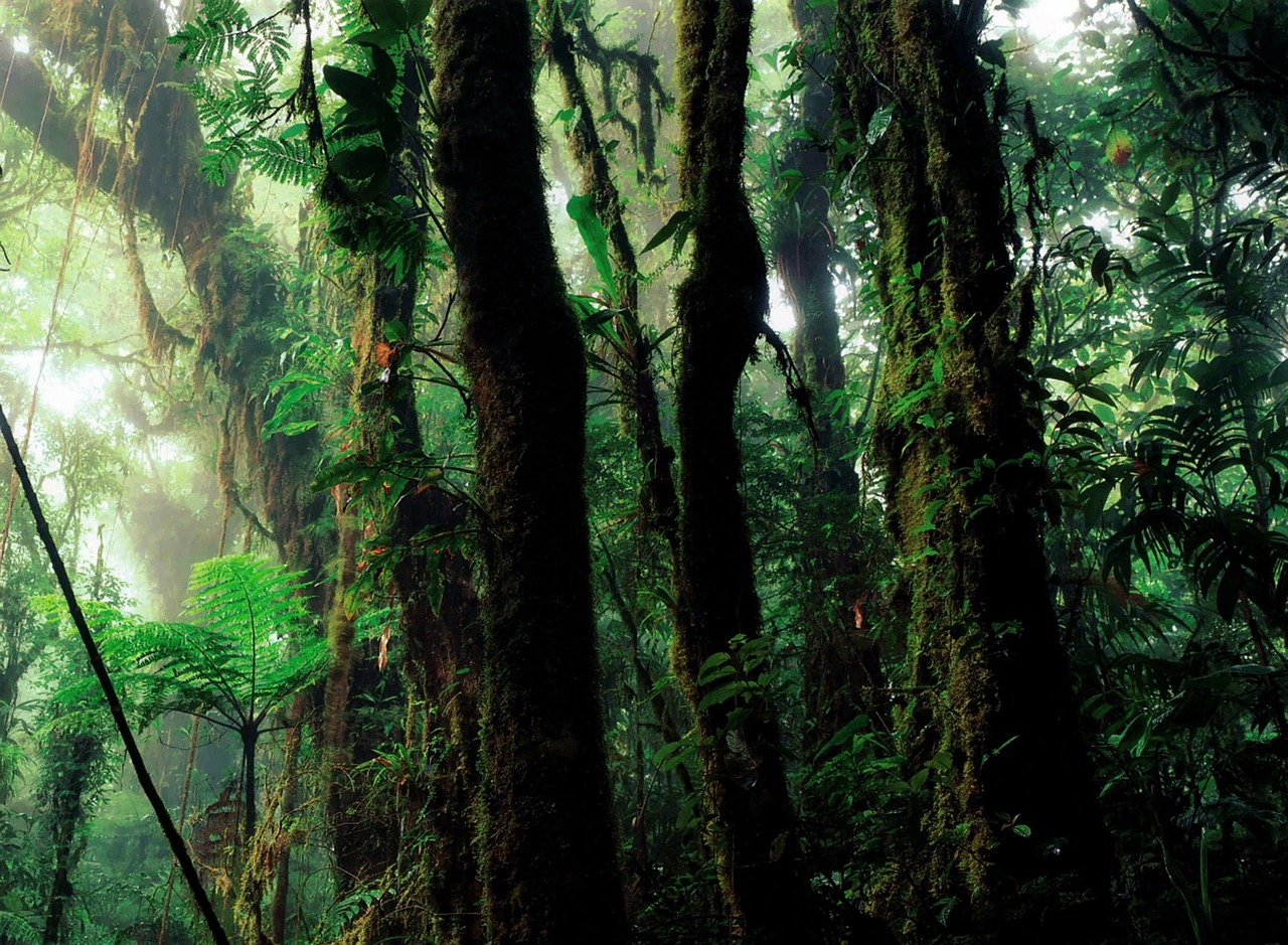Under the Canopy: How a Forest Makes Its Own Weather