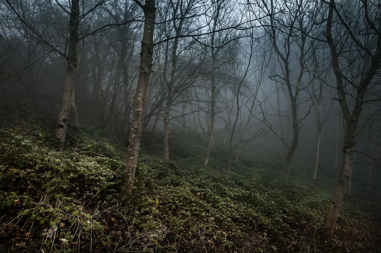 Why Forests Breathe Differently at Dawn